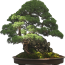 blog logo of Bonsai Goals