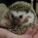 Rimsky the Angry Hedgie