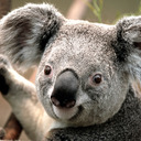 Sexy_Koala