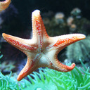 StarfishSafari