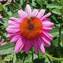 blog logo of wildbeegardens