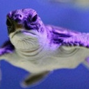 blog logo of fullerpurpleturtle