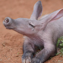 Another Anxious Aardvark