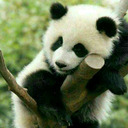 blog logo of The Enlightened Panda