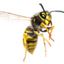 Wasps Are Cool