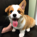 World of Corgi