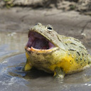 TUBBY TOAD TUMBLR