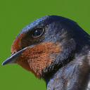 blog logo of The Life and Times of the Barn Swallow