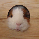 blog logo of devin's guinea pig blog