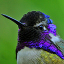 royal-hummingbird