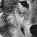 The Patient Wolf's Blog