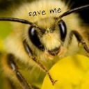 blog logo of We Will Save The Bees!