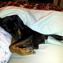 blog logo of Places My Dog Sleeps