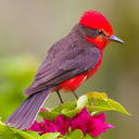 That Vermilion Flycatcher