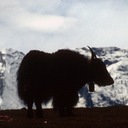 blog logo of Yaks on the Road