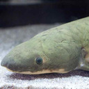 I am Not a lungfish