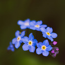 blog logo of the-forget-me-not-diary