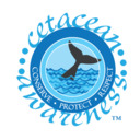 Awareness For Cetaceans