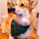 blog logo of Jasper Islington Presents: Me So Corgi