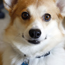 blog logo of Sneakers the Corgi