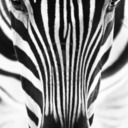 blog logo of Zebra Wisdom