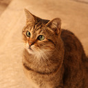 The Hagia Sophia Cat