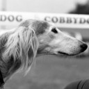 Sighthound Blog