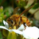 blog logo of 100,000 Bees for President