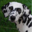 blog logo of Charlie The Dalmatian