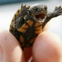 tiny13turtle