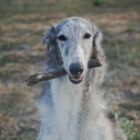 blog logo of Satara Borzoi