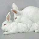 Rabbit cpl