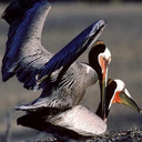 The Horny Pelicans