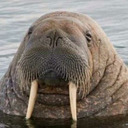 walrus boi