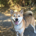 Burton The Shiba