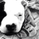 blog logo of pitbulls & tattoos