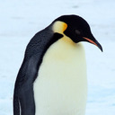 blog logo of Penguin Are Cute