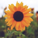 blog logo of • I'm a sinful little sunflower •