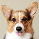 BUCKBEAK: A Singapore Corgi Story