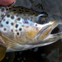 Trout. Fishing. Scenary. Musings.