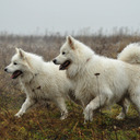 Life of samoyeds