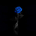 blog logo of Blue Rose