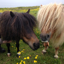 blog logo of Brygarth Shetland Ponies