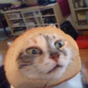 bread cat !