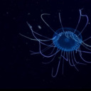 blog logo of underwater