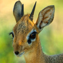 blog logo of an actual dik-dik