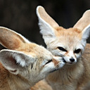 blog logo of Ka Foxes