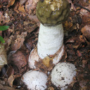 Phallus pectus