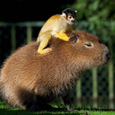 Animals Sitting on Capybaras