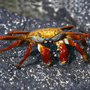 blog logo of CRABS EVERYWHERE!!!!!!!!